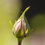 Rimedio casalingo per eliminare afidi dalle rose in poche ore.