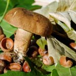 Fegato e funghi porcini: analisi dei benefici e dei rischi per la salute.