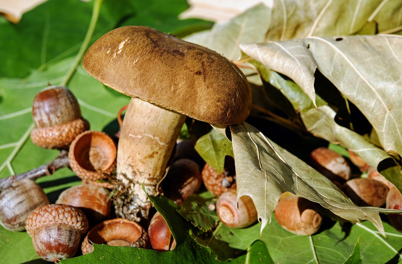 Fegato e funghi porcini: analisi dei benefici e dei rischi per la salute.