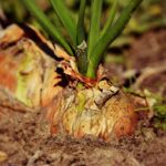 Cipolle fresche piantate nel terreno, pronte per la crescita.