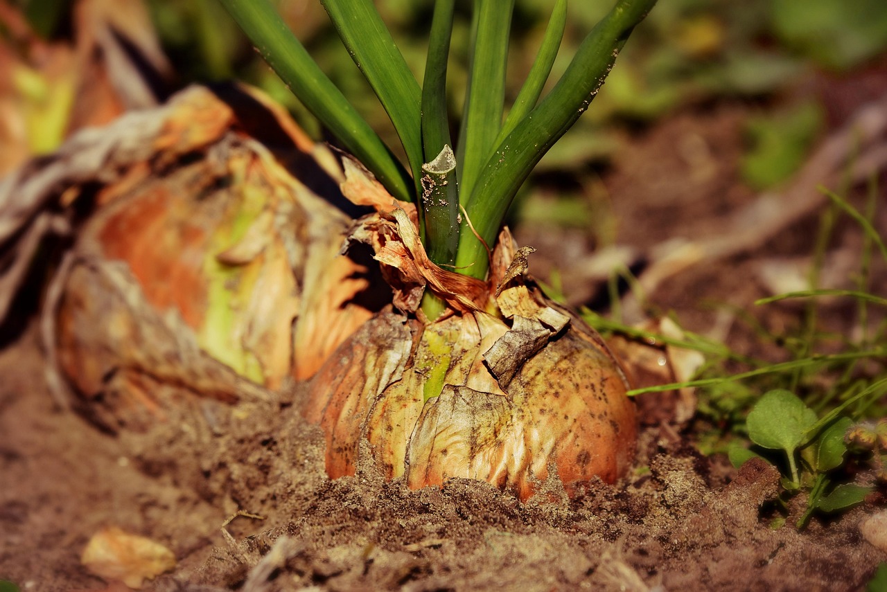 Cipolle fresche piantate nel terreno, pronte per la crescita.